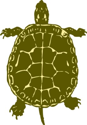 johnny automatic turtle